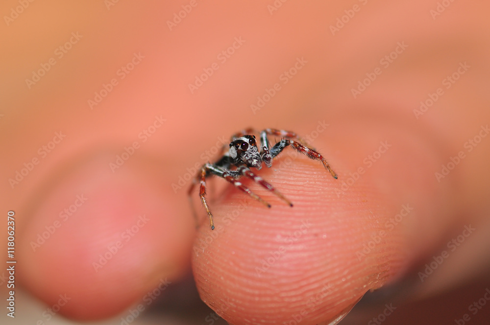 Obraz premium Small spider sitting on a hand