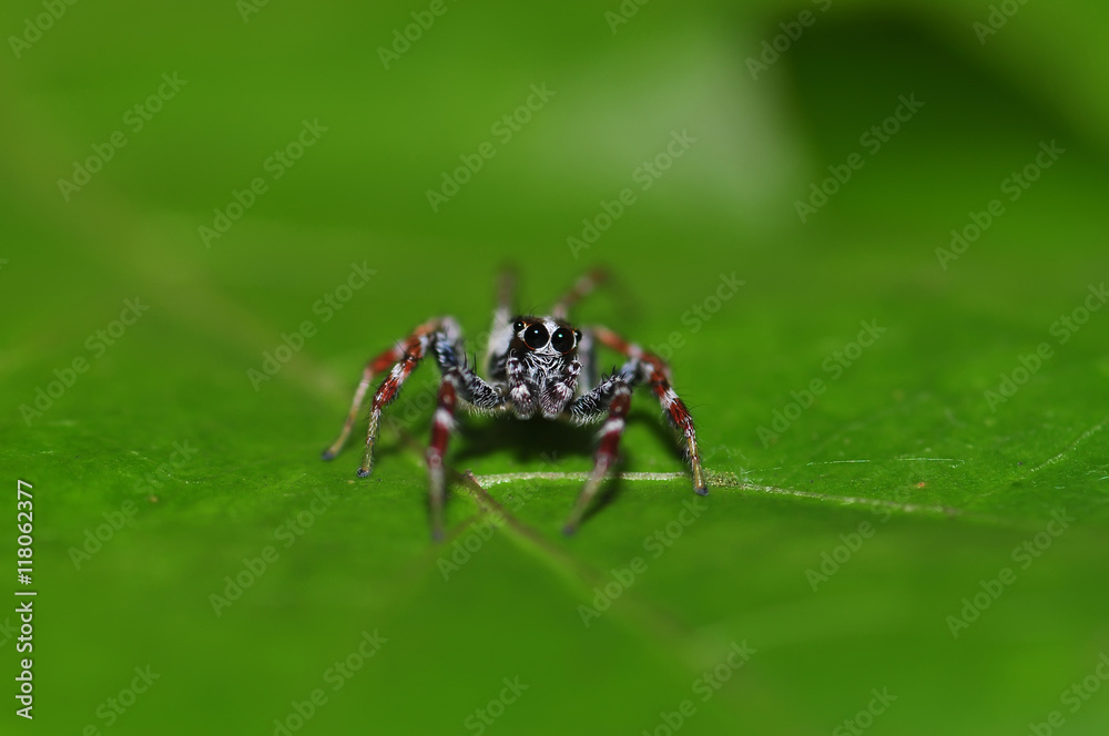 Little Spider close-up on a green leaf Little Spider close-up on a green leaf
