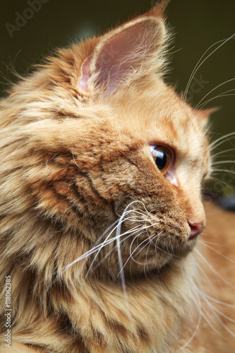 Red cat close-up sideways
