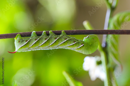 Closeup of hornworm crawling on branch photo