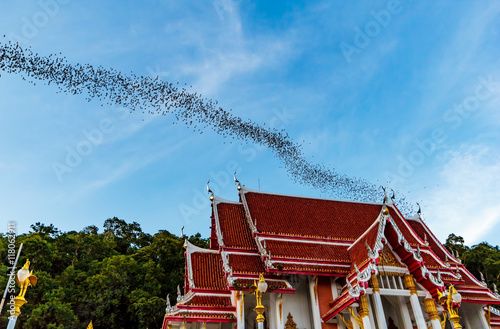 Obraz na płótnie Hundred Million Bats at Wat Khao Chong Pran, Ratchaburi Thailand w salonie
