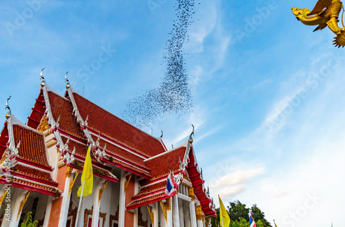 Obraz na płótnie Hundred Million Bats at Wat Khao Chong Pran, Ratchaburi Thailand w salonie