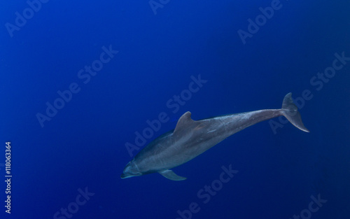 Bottlenose Dolphin © Michael Bogner