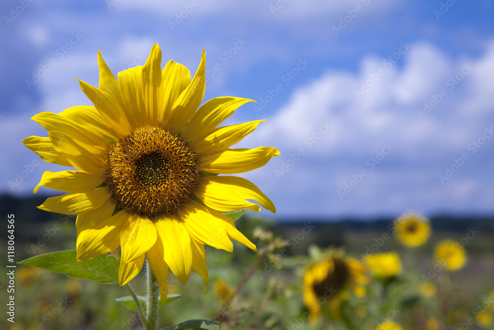 Fototapeta premium Sonnenblumenfeld Blauer Himmel