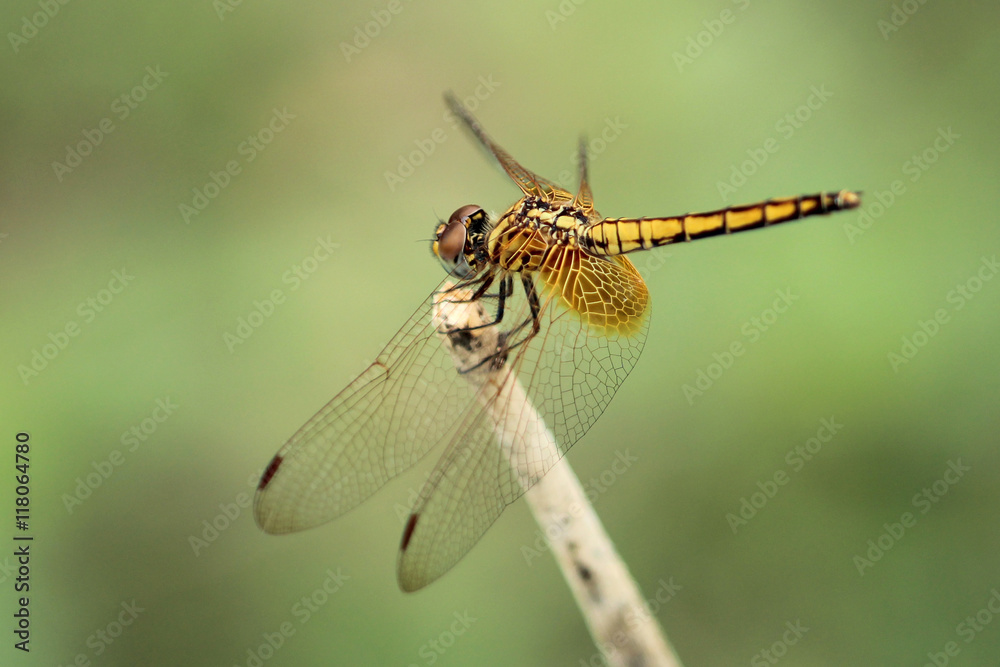 Image of dragonfly perched on a tree branch Image of dragonfly perched on a tree branch