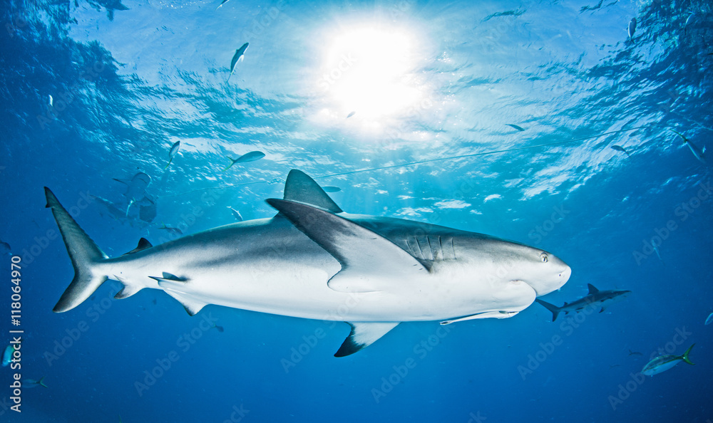 Obraz premium Caribbean Reef Shark