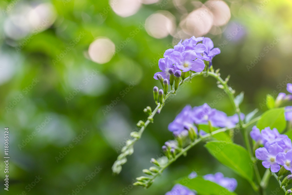 Golden dew drop flower on blurry background of tree, selective f Golden dew drop flower on blurry background of tree, selective f