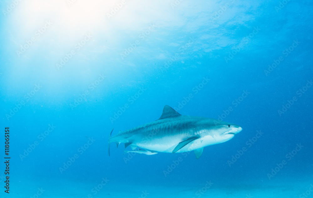 Obraz premium Tiger shark