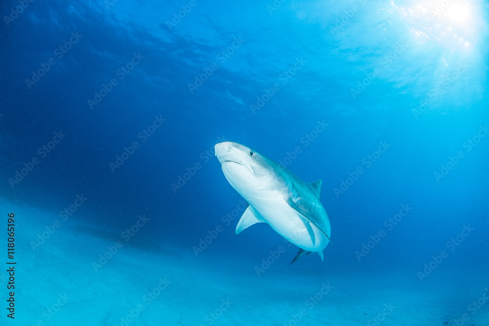 Obraz premium Tiger shark