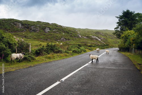 sheep grazing on road at connemara in ireland