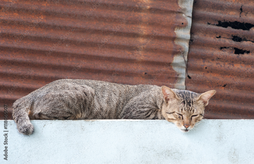 Big Cat Laying Down
