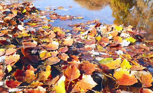 poplar autumn colorful fallen leaves in the water of the lake. Beautiful autumn anturalny background. Sunny warm day. 