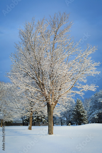 Trees in the winter landscape