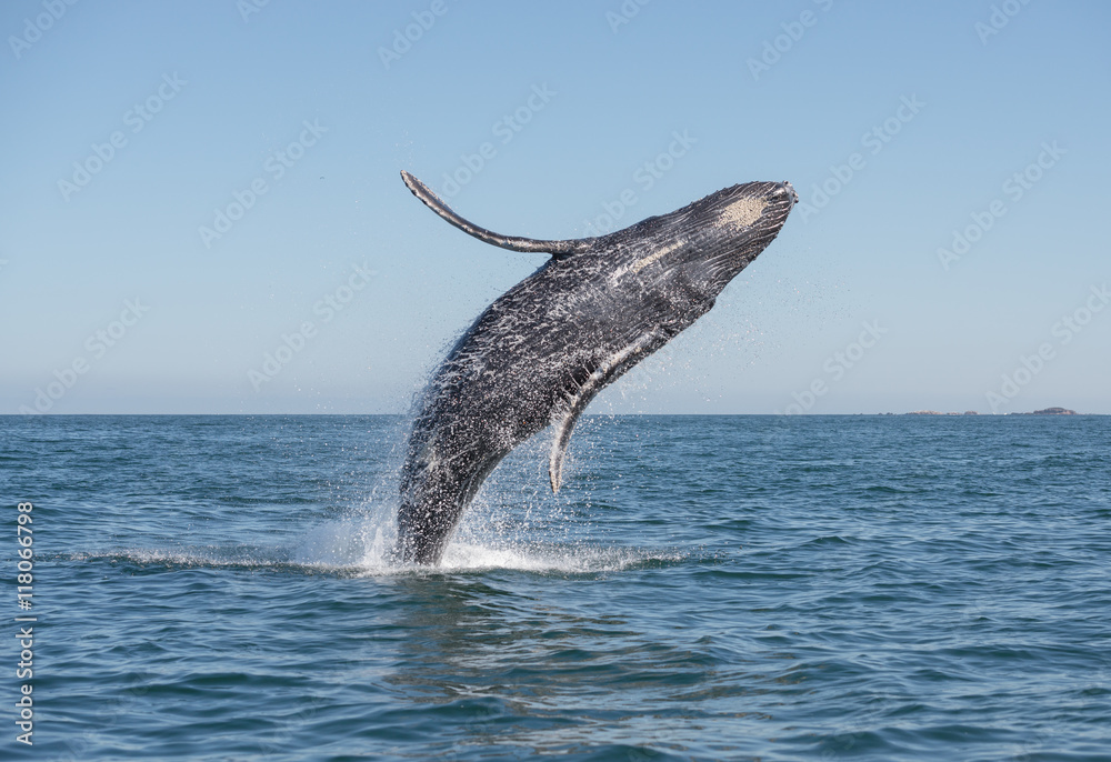 Naklejka premium Humpback whale breaching