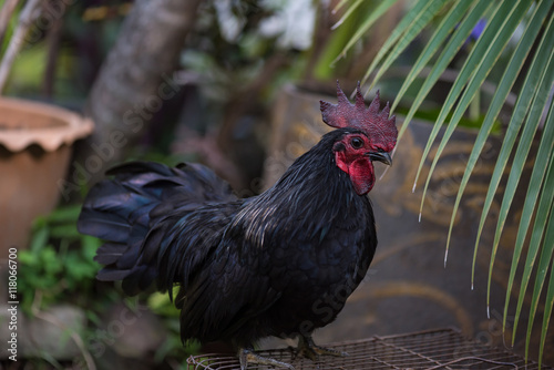 Beautiful chicken in garden