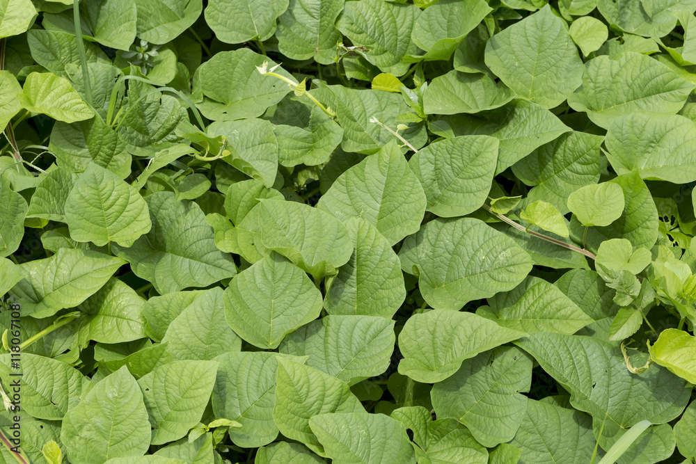 Green leaves background, outdoor day light Green leaves background, outdoor day light
