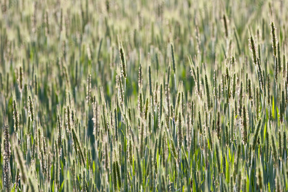 Cornfield Cornfield