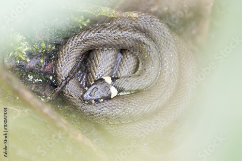 Fototapeta Naklejka Na Ścianę i Meble -  Grass Snake (Natrix natrix)