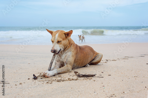 Dog lying on the sand.