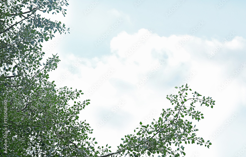 Fototapeta premium Tree branches with green leaves on sky background