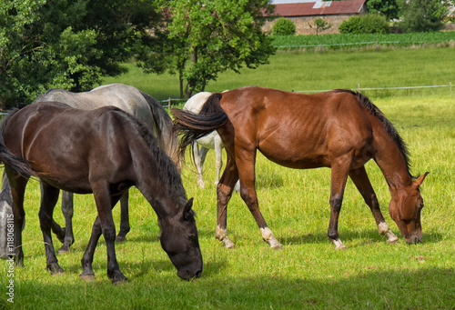 beautiful horses in a meadow