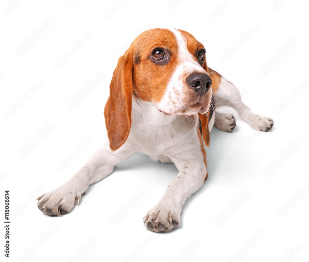Beagle dog isolated on white Beagle dog isolated on white