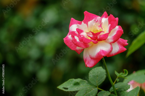 Pink rose blooming.
