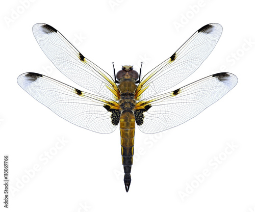 Dragonfly Libellula quadrimaculata (f. praenubila) (four-spotted chaser) (female) on a white background