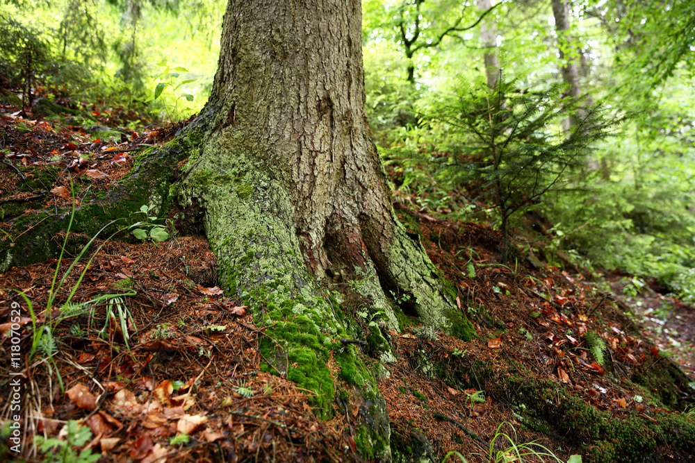 Moss on tree, closeup Moss on tree, closeup