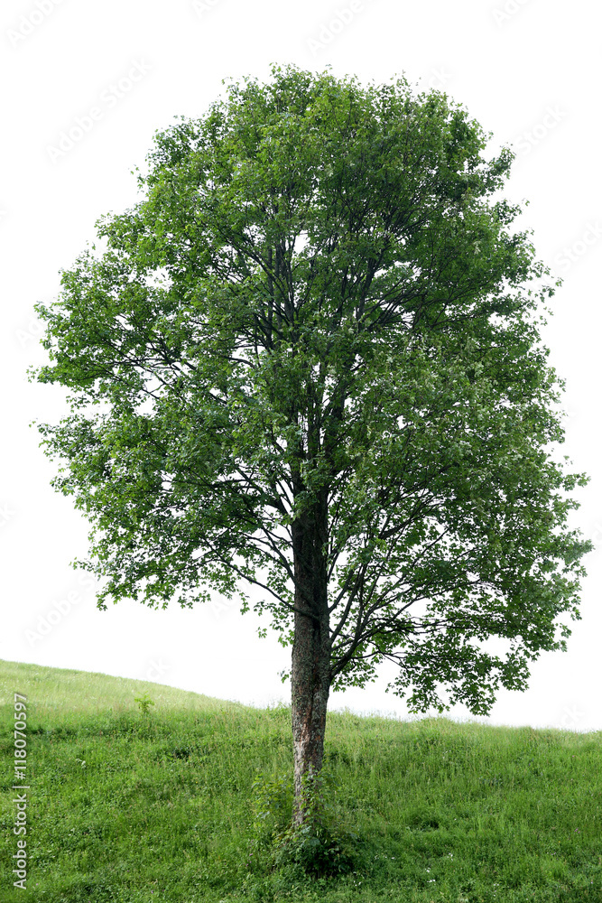 Lonely tree in forest hills Lonely tree in forest hills