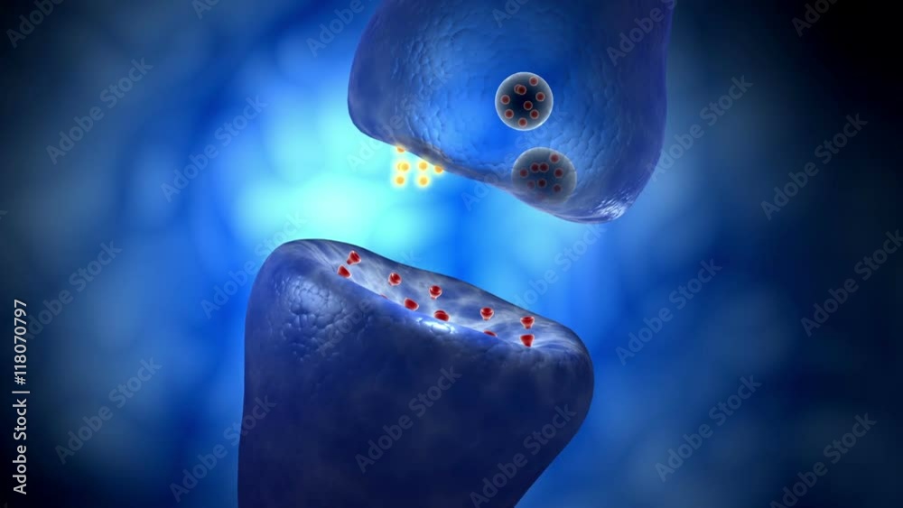A neuron releasing neurotransmitter molecules. to bind with receptors.