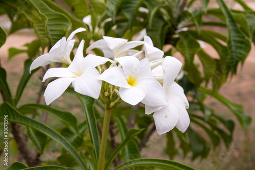 Plumeria Pudica flowers
