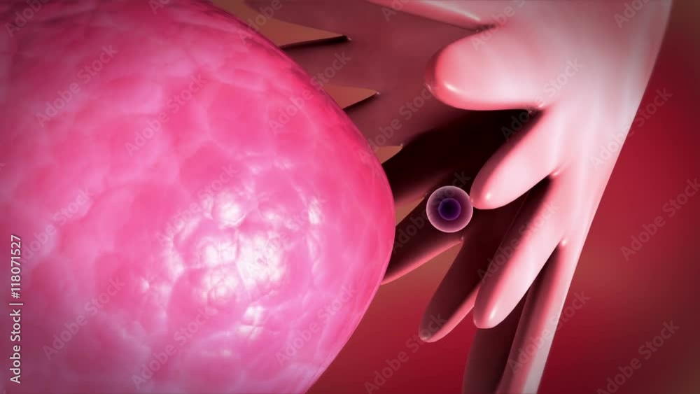 Visualization showing the releasing of egg from the ovaries.