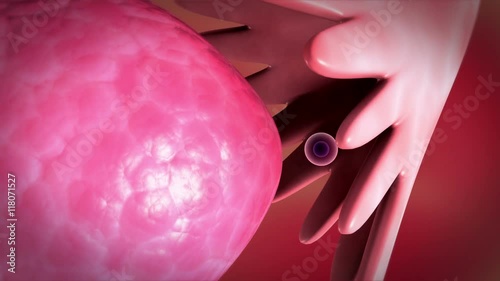 Visualization showing the releasing of egg from the ovaries.