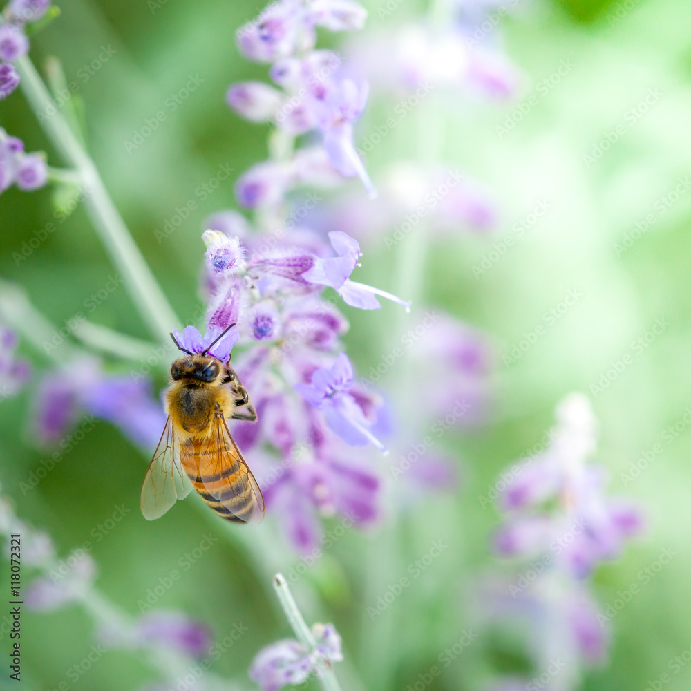 Honeybee collecting pollen Honeybee collecting pollen