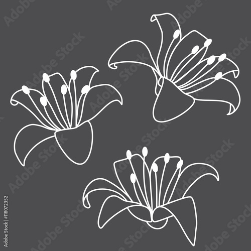 Lily hand drawn illustration