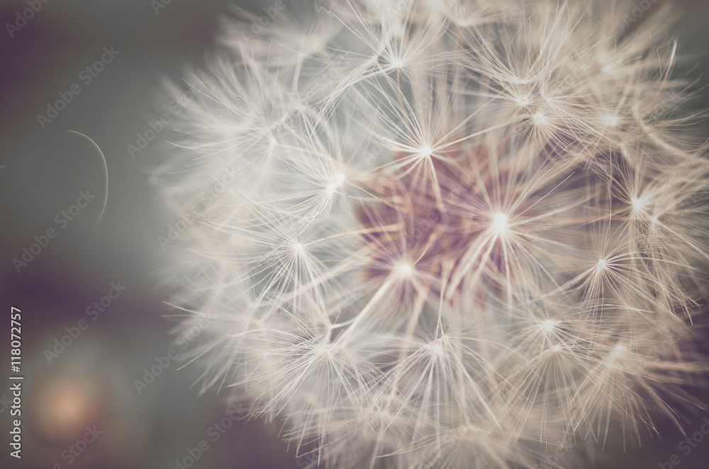 Fototapeta premium Closeup of a dandelion flower - Delicate dandelion in bloom, macro shot