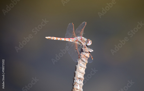 Variegated Meadowhawk (adult male) dragonfly perching. Santa Clara County, California, USA.