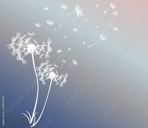 abstract card with dandelions vector background