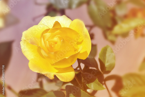 vintage color of yellow rose in nature