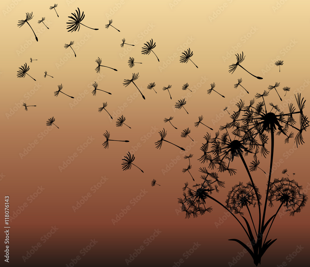 Fototapeta premium abstract card with dandelions vector background