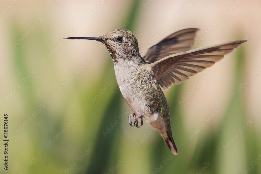 Obraz premium Cute humming bird