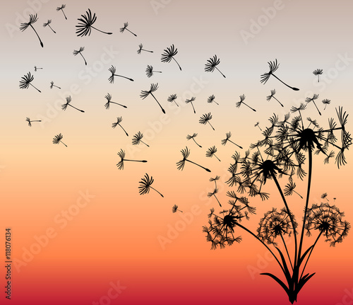 abstract card with dandelions vector background © alena1301