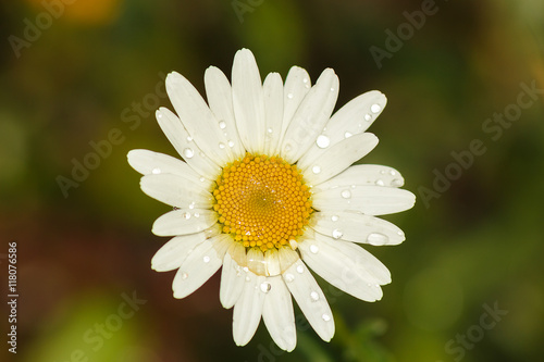 one daisy with drops on a green background