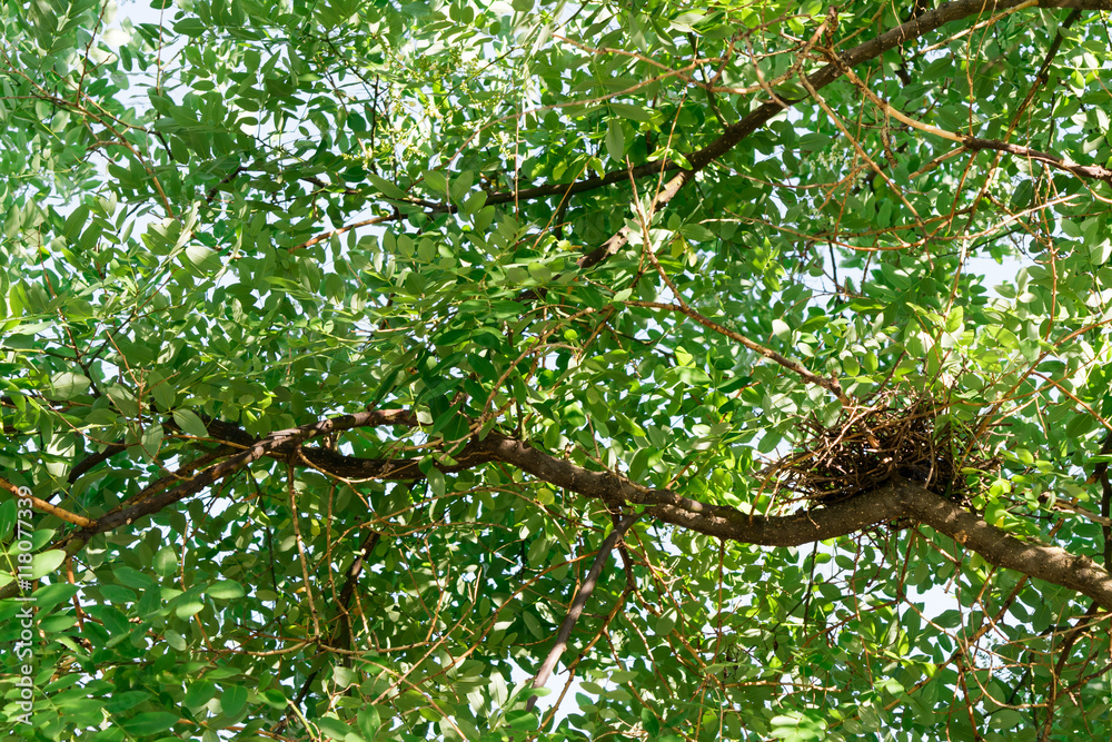 Fototapeta premium Nest on a tree.
