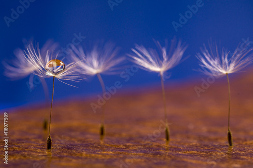 Fototapeta Naklejka Na Ścianę i Meble -  Wassertropfen auf Blumenpollen