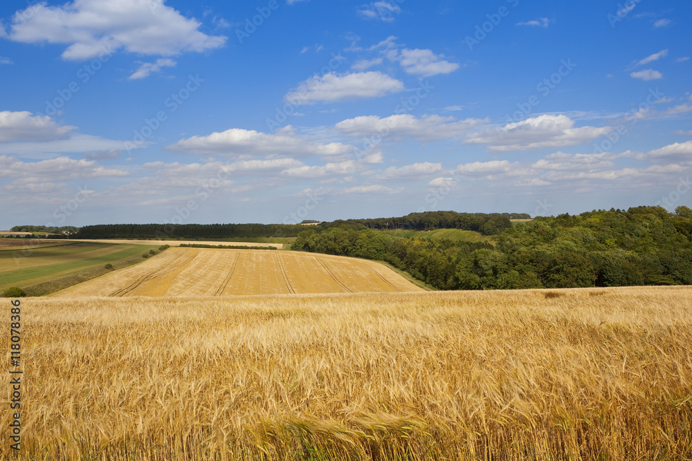 yorkshire barley fields