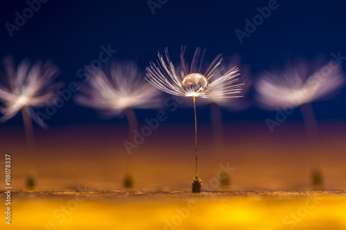 Wassertropfen auf den Flugschirmen einer Pusteblume © zauberblicke