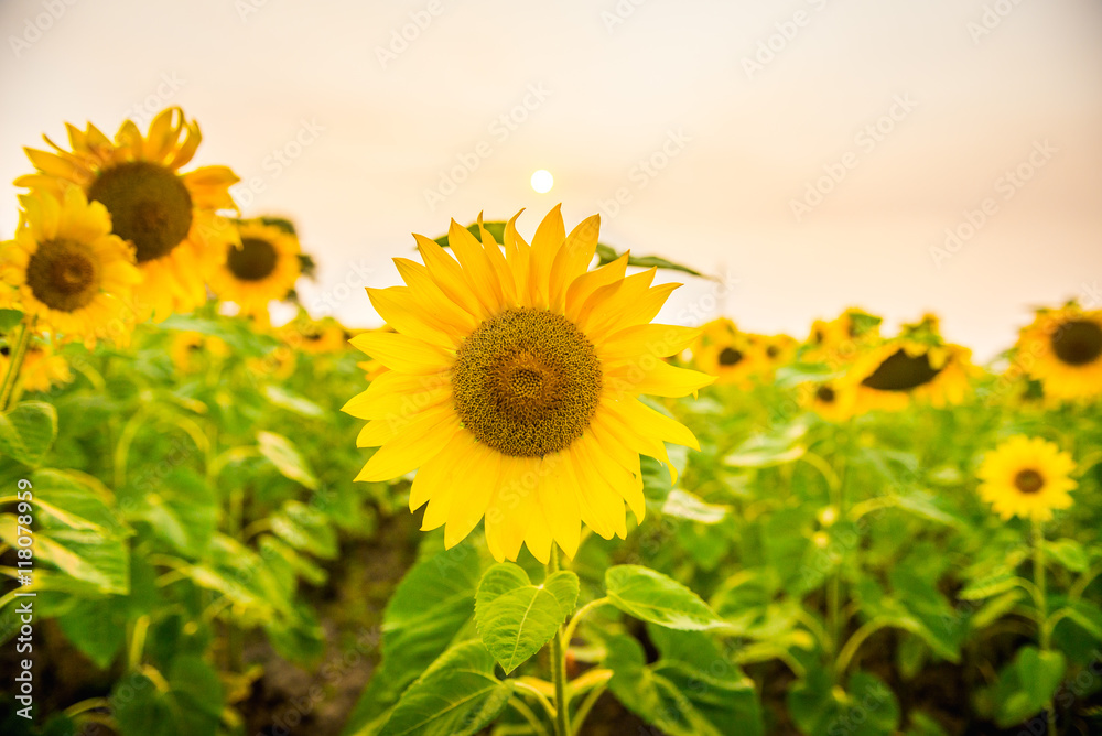 Sunflowers bloom in a field in summer Sunflowers bloom in a field in summer
