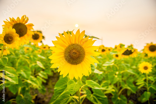 Fototapeta Naklejka Na Ścianę i Meble -  Sunflowers bloom in a field in summer
